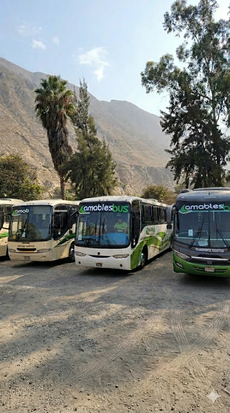Buses de traslado